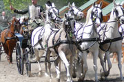 Discipine de sport d'attelage pour les chevaux shagyas