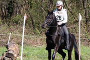 Discipine de sport trec pour les chevaux shagyas