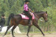 Discipine de sport western pour les chevaux shagyas